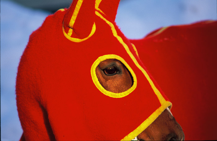 Polo St. Moritz, copyright by Irene L. Grove